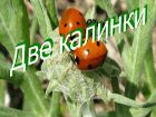 Две калинки Две калинки